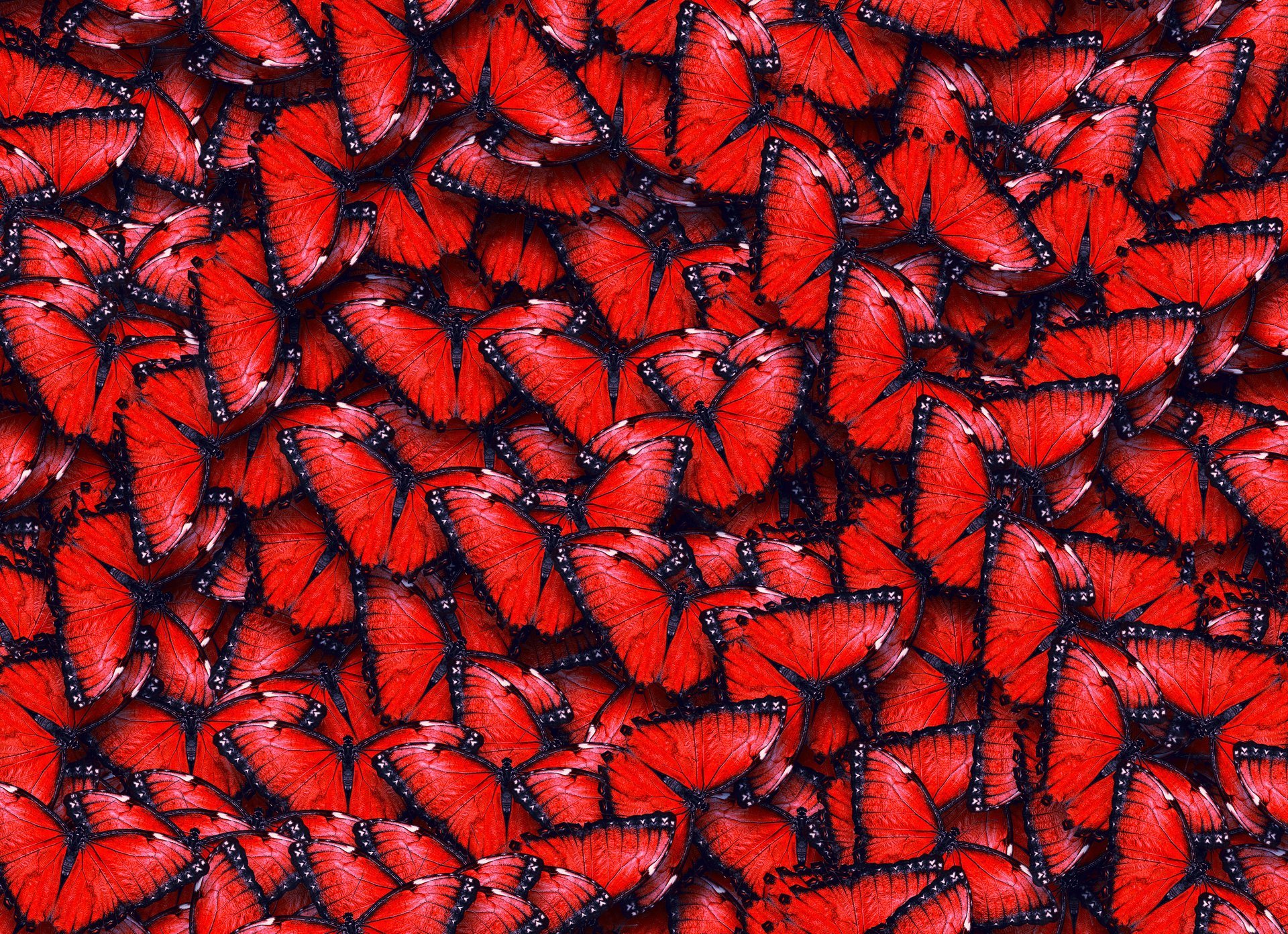 textura mariposas rojas texturas