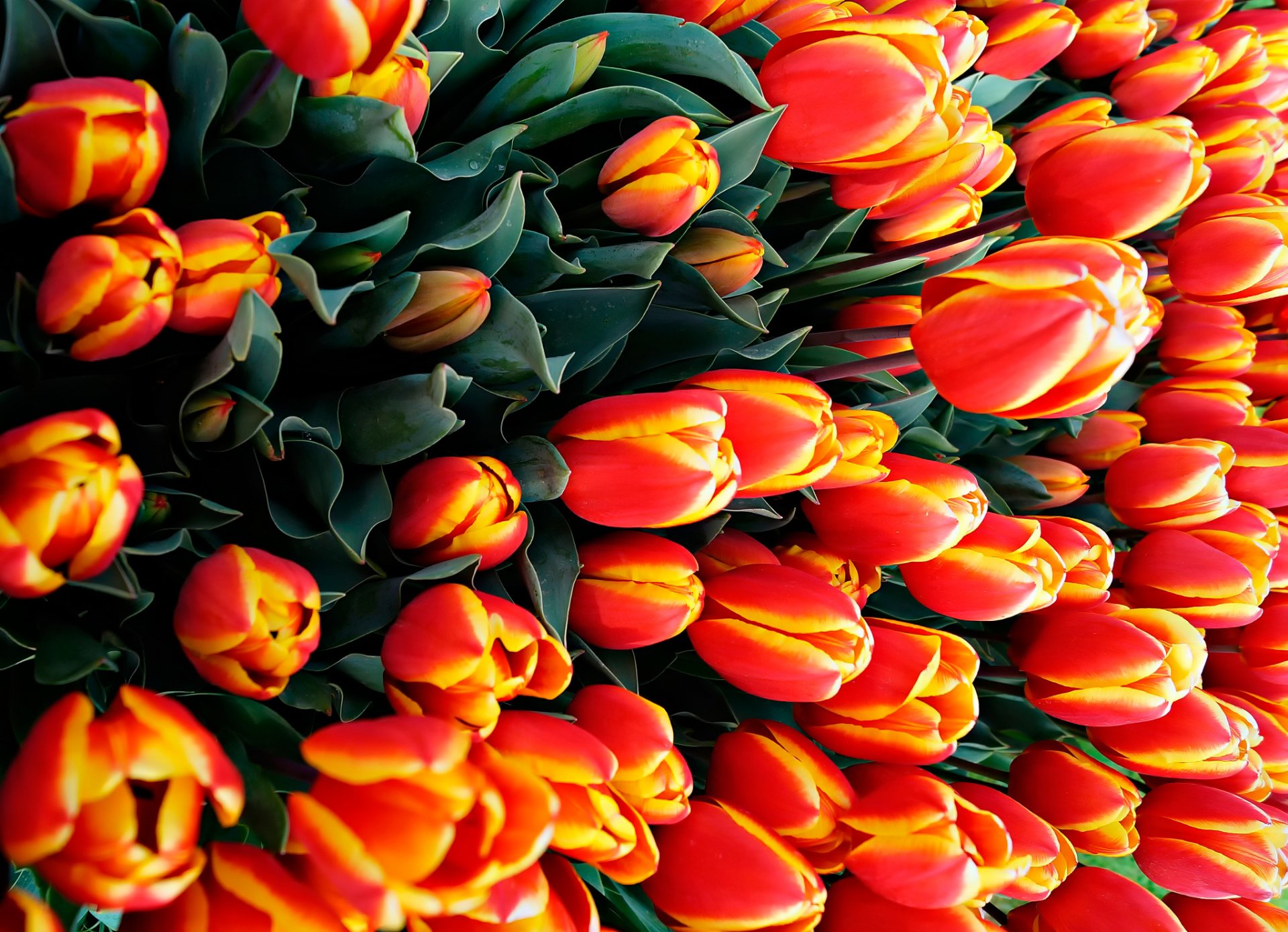 tulipes fleurs beaucoup