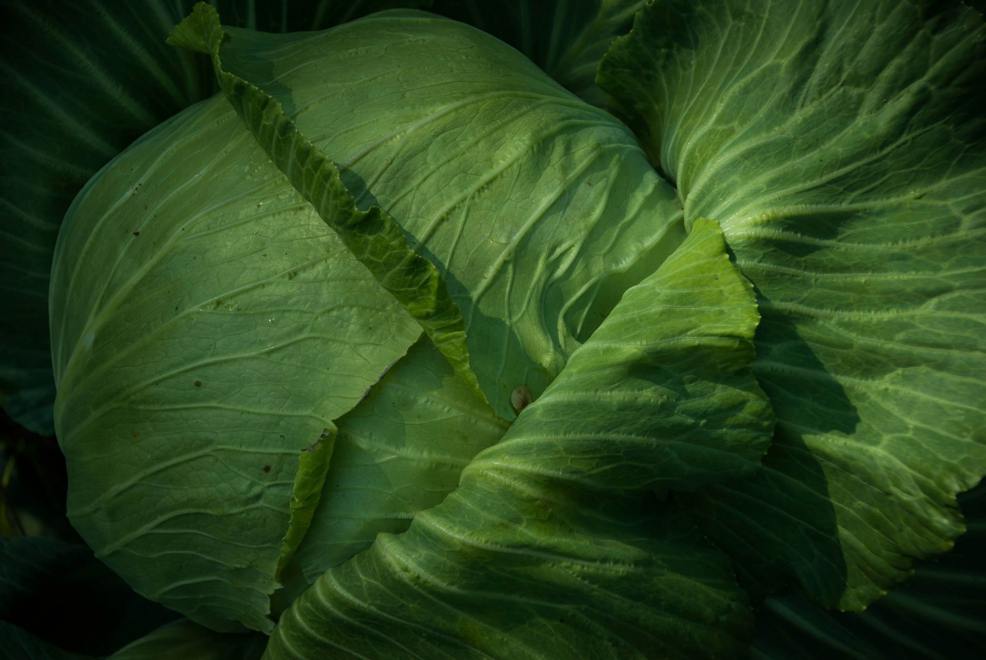 kohl grün blätter