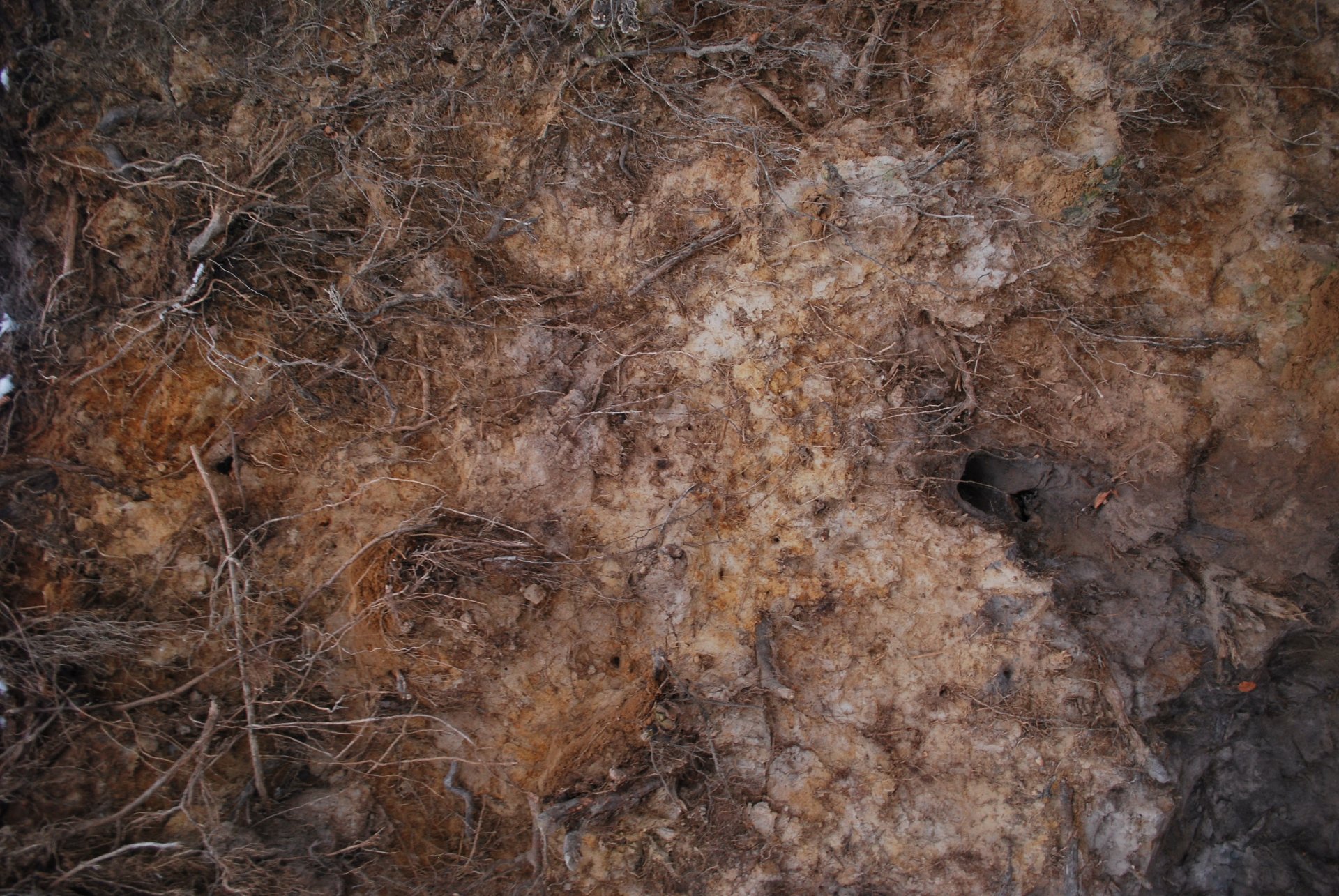 tierra superficie grietas raíces madriguera textura