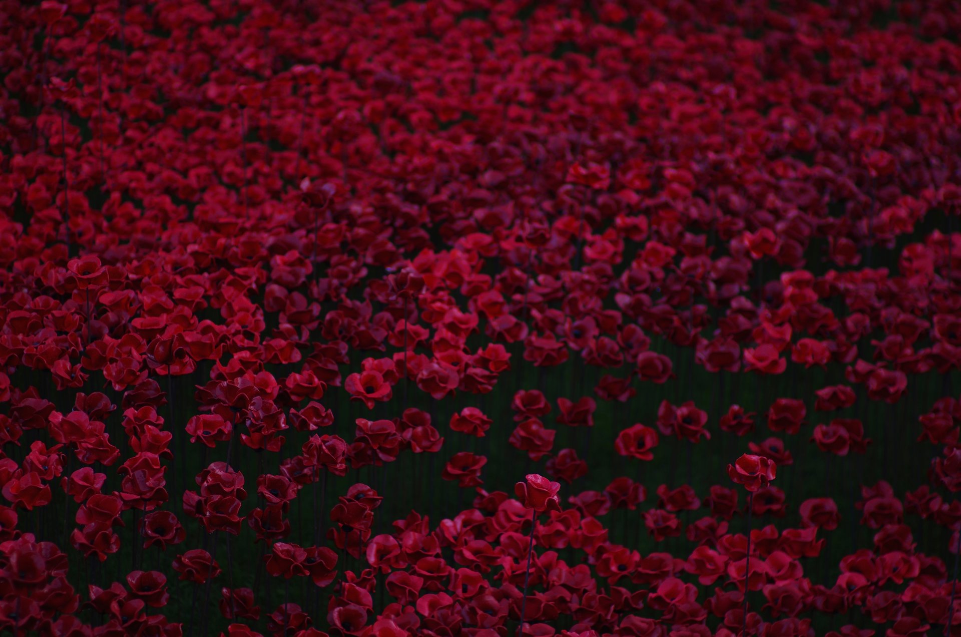 rouges coquelicots beaucoup