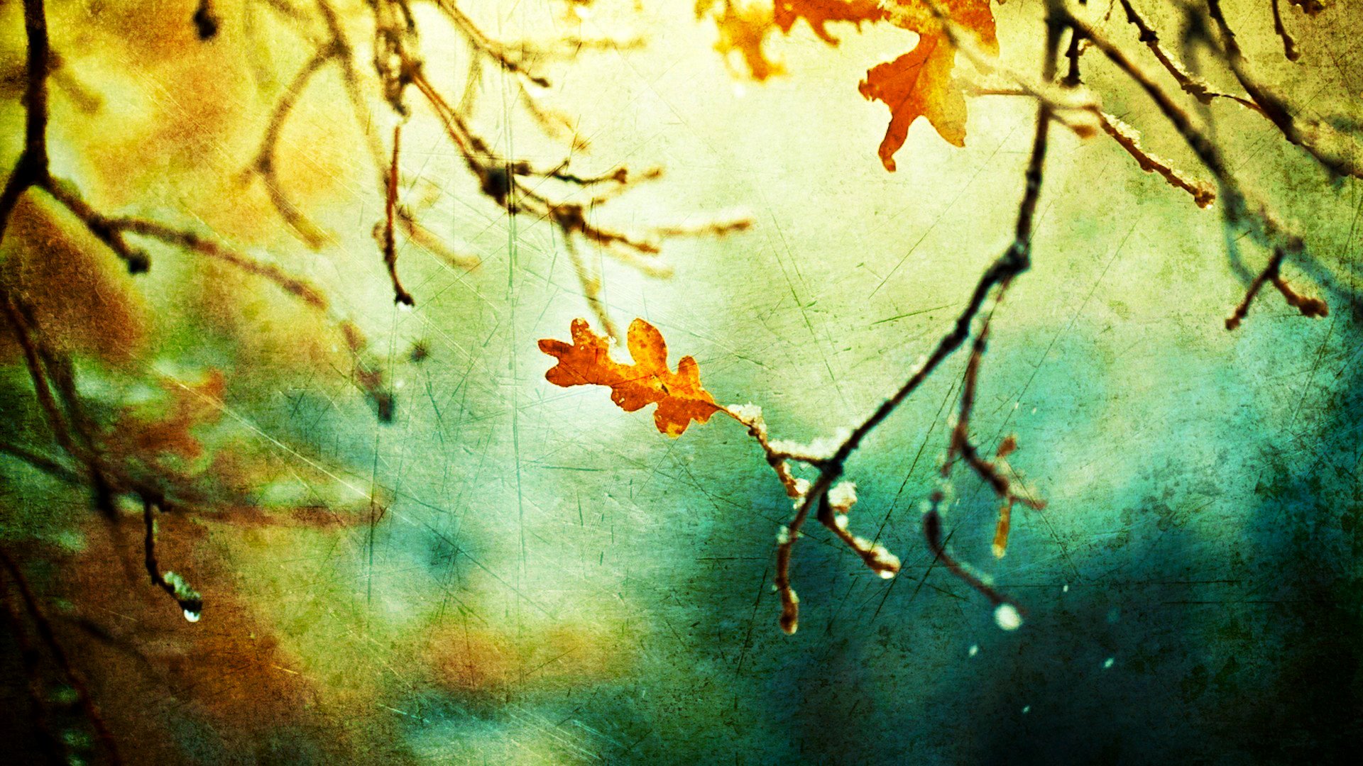 nature macro branche feuille trait toile automne