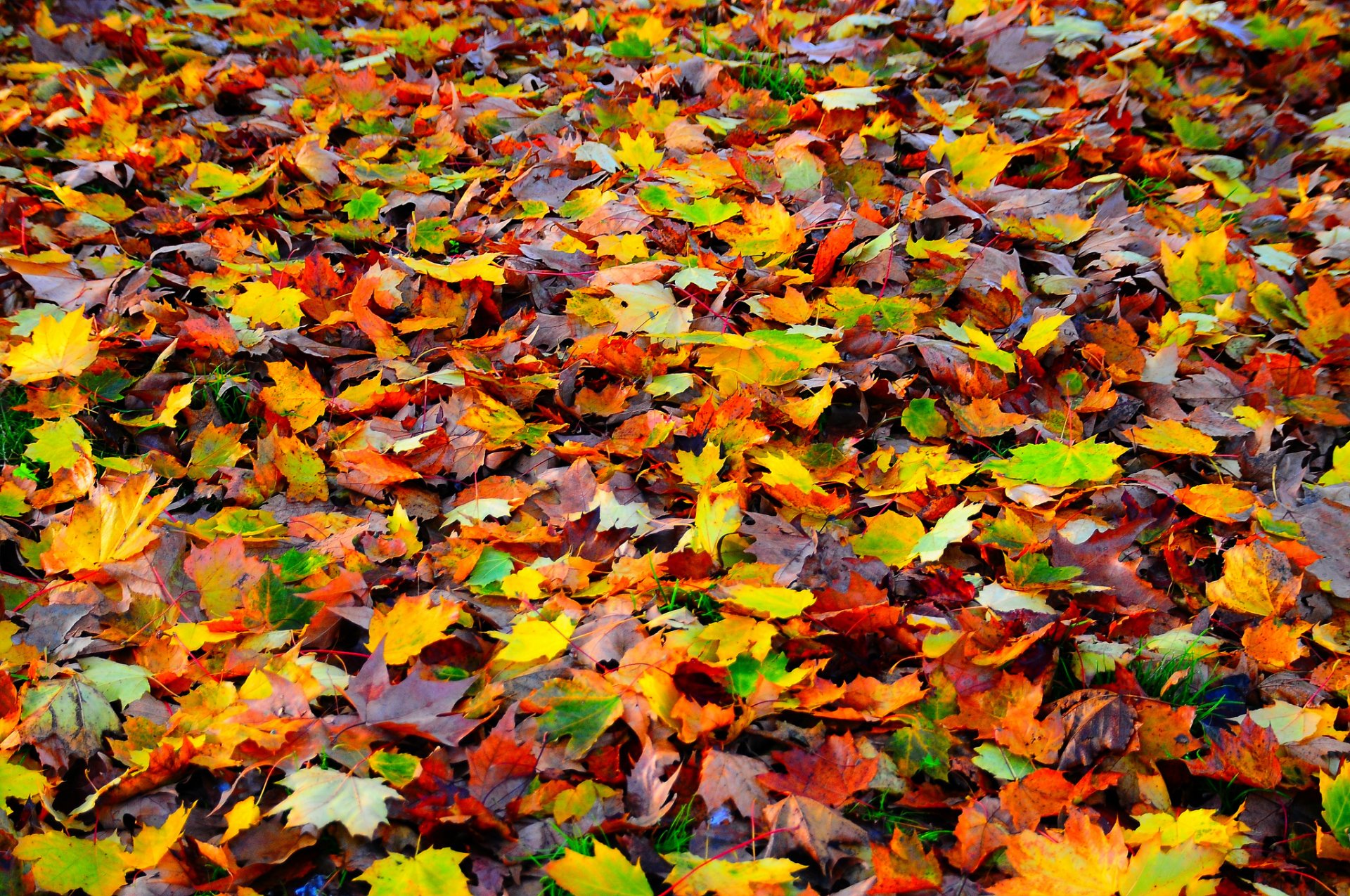 natur blätter herbst teppich