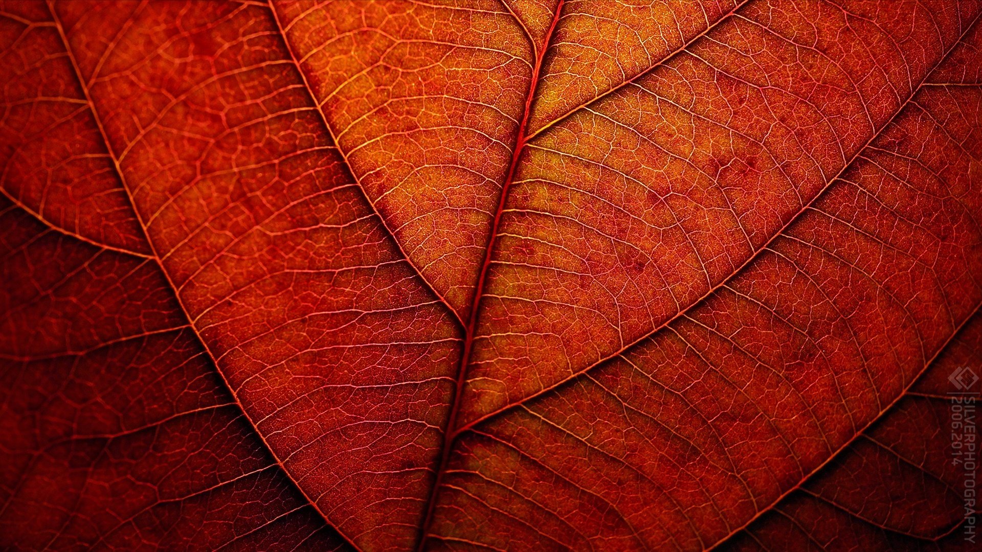 herbst blatt rot textur