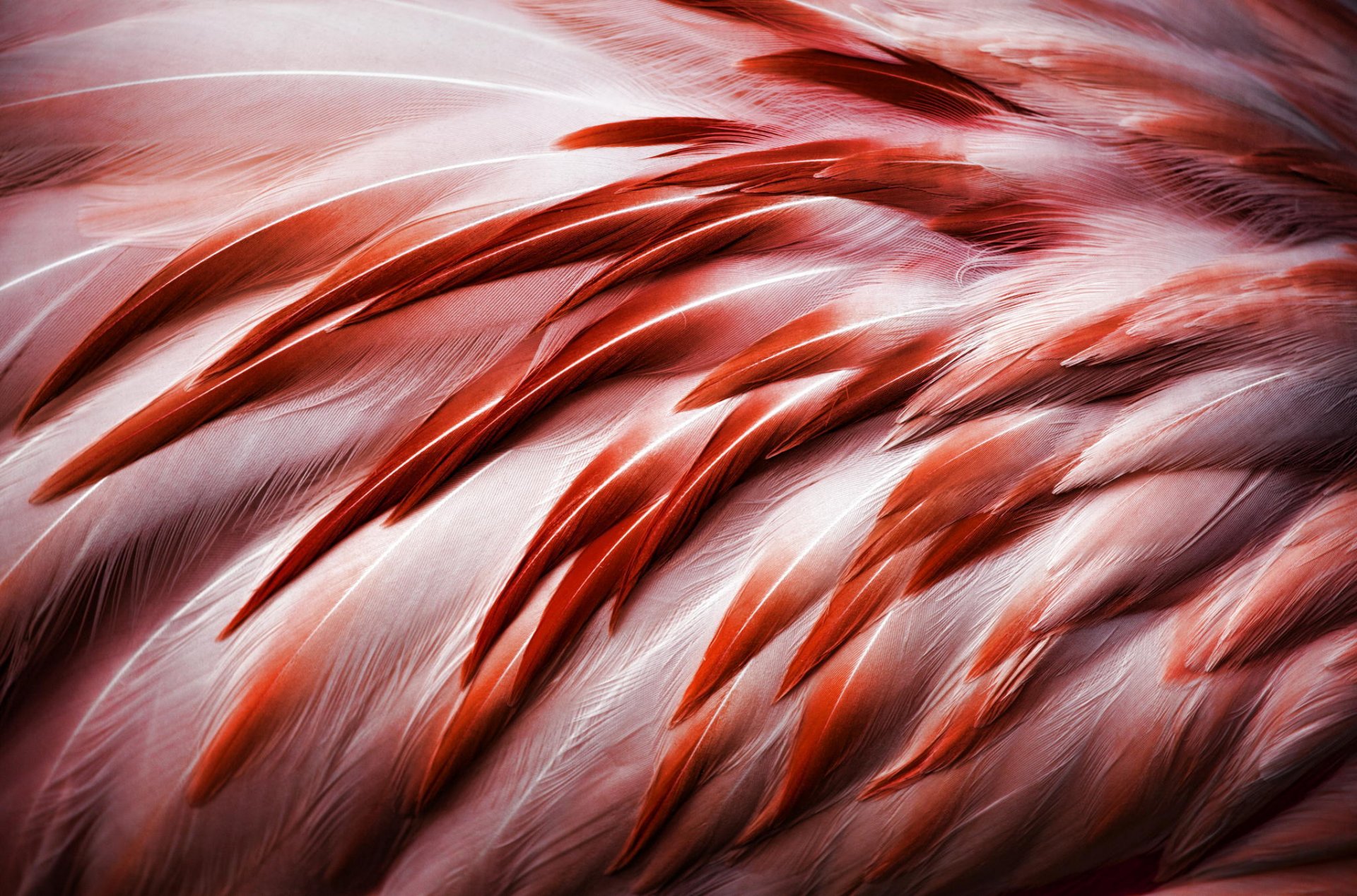 vogel flamingos federn