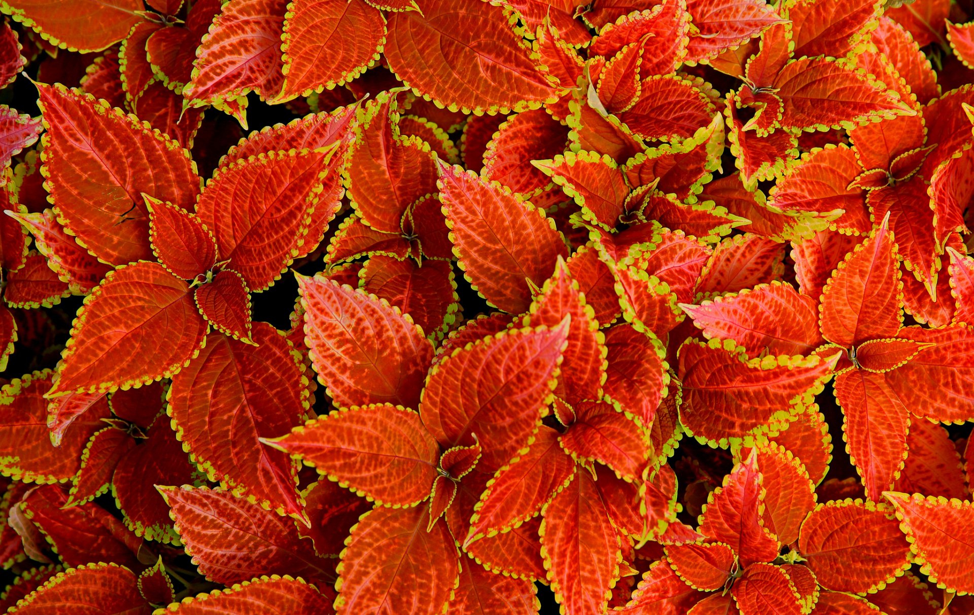 leaves nature carpet close up plant coleus blume