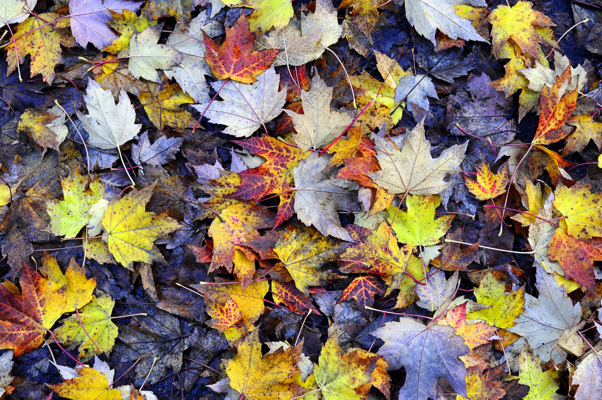 leaves foliage maple yellow autumn land texture