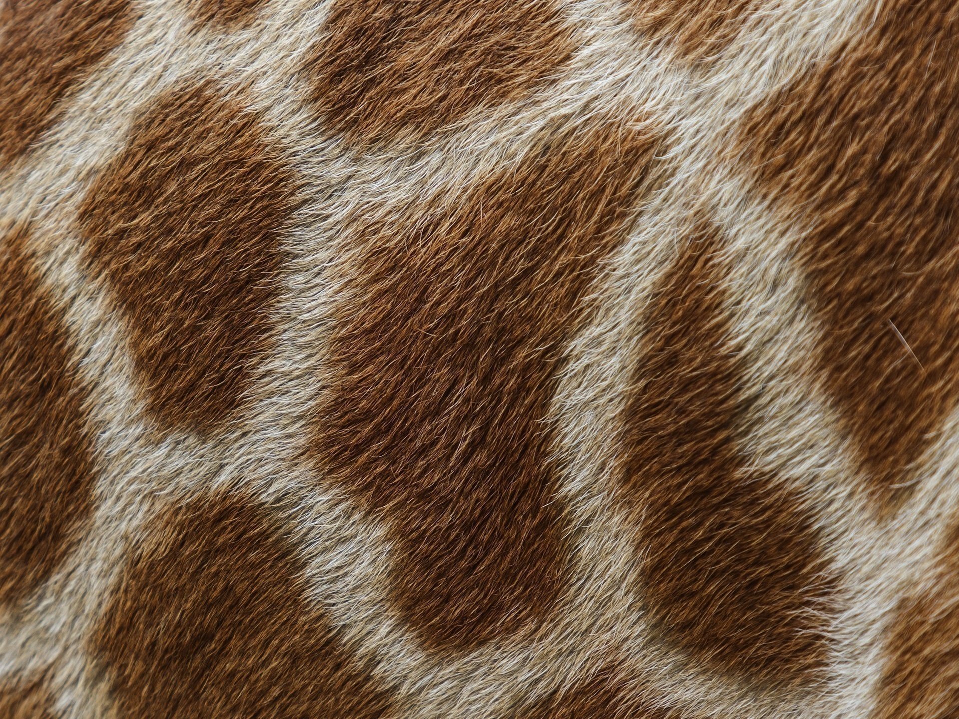 giraffe wool fur hide spots close up texture