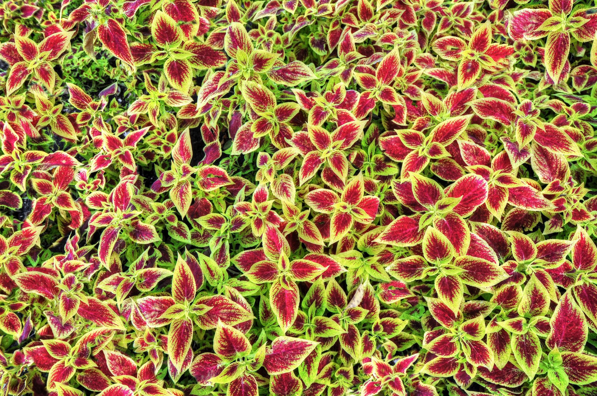 coleus blume pianta foglie colori natura