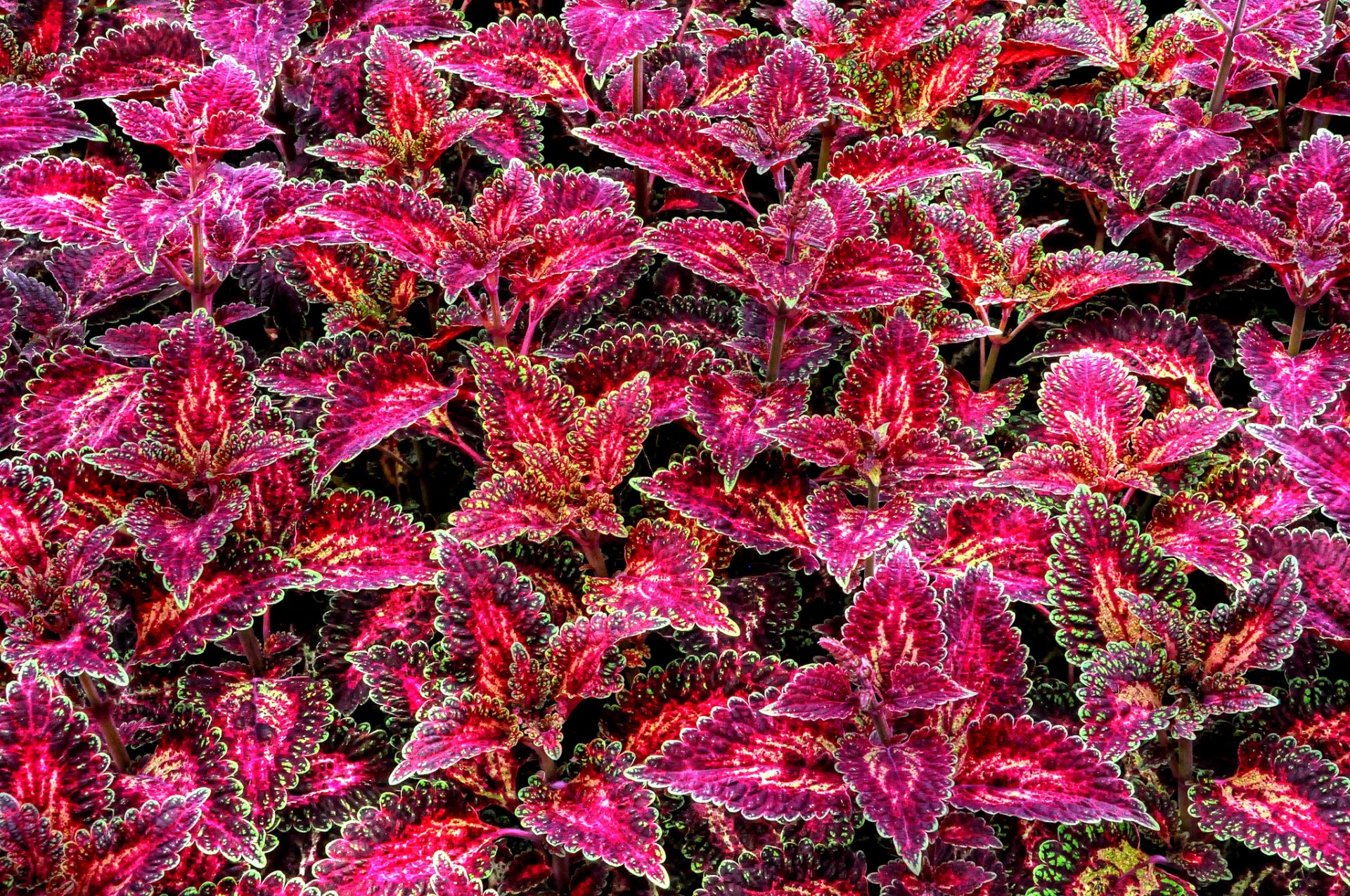 coleus blume roślina liście kolory natura