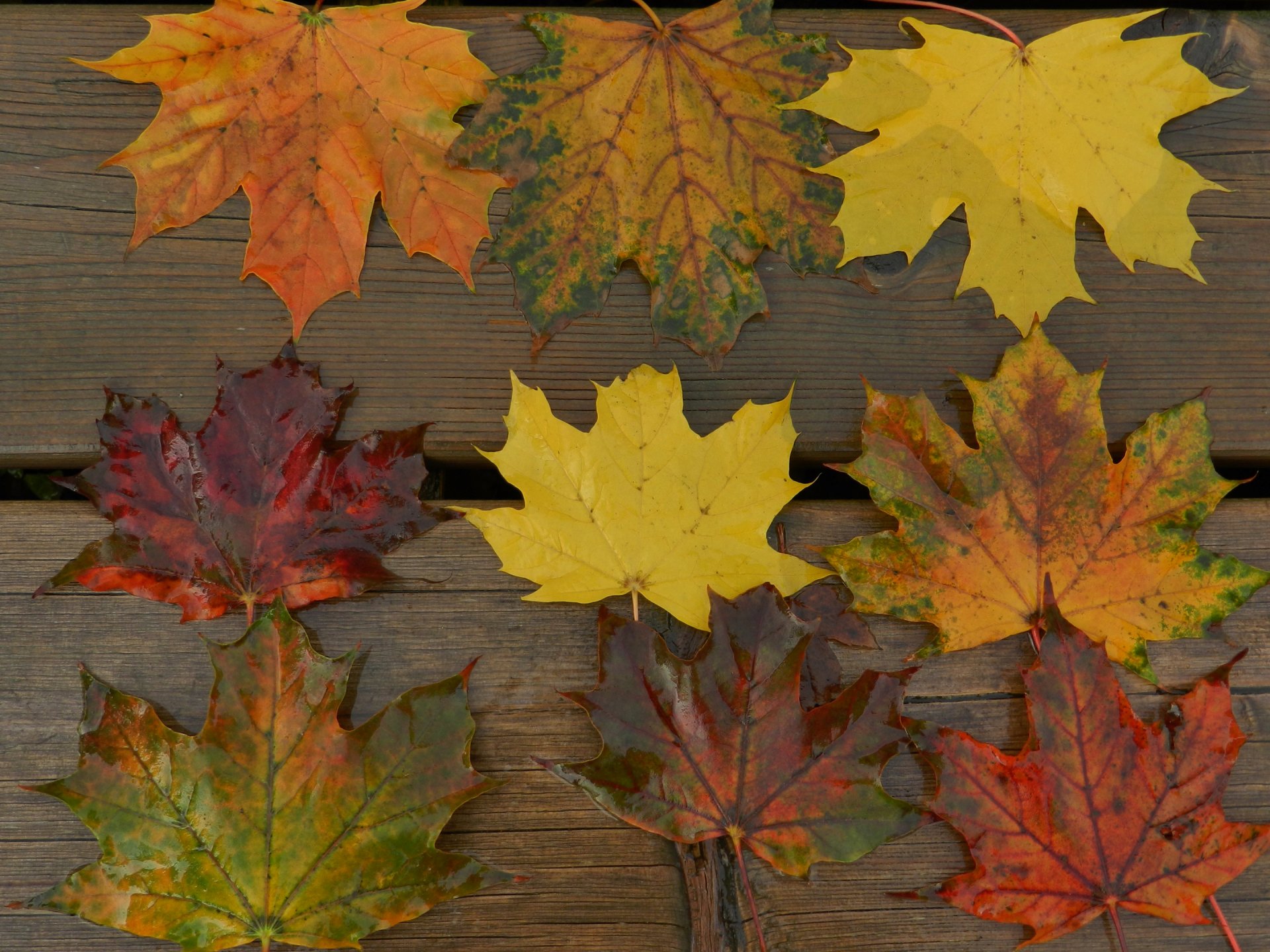 feuilles érable planches automne gros plan