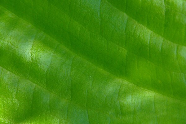 Blatt der Pflanze Makro mit Adern