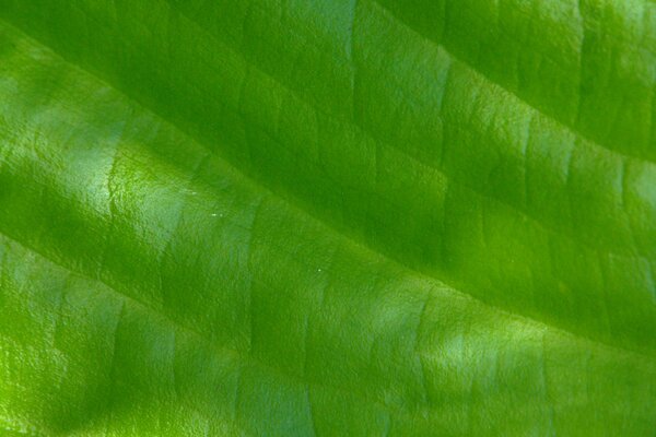 Macro de feuilles de plantes avec des veines