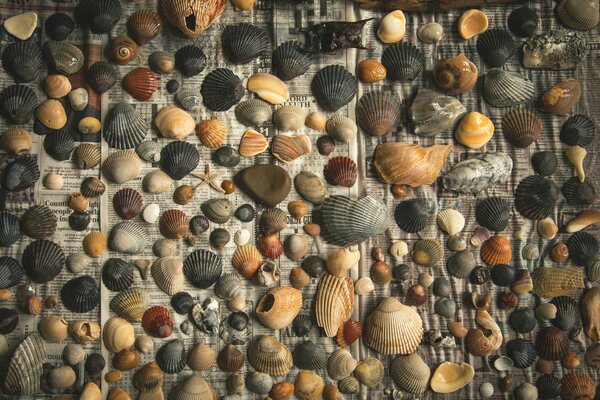 Shells and pebbles are laid out on the newspaper