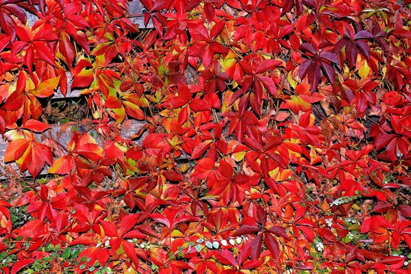 Herbstteppich aus purpurroten Blättern