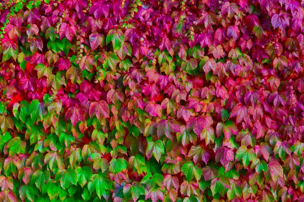 Molte foglie rosa e verdi