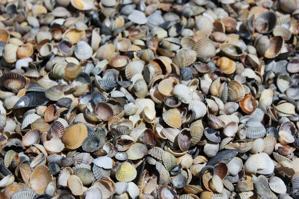 The seashore with countless shells