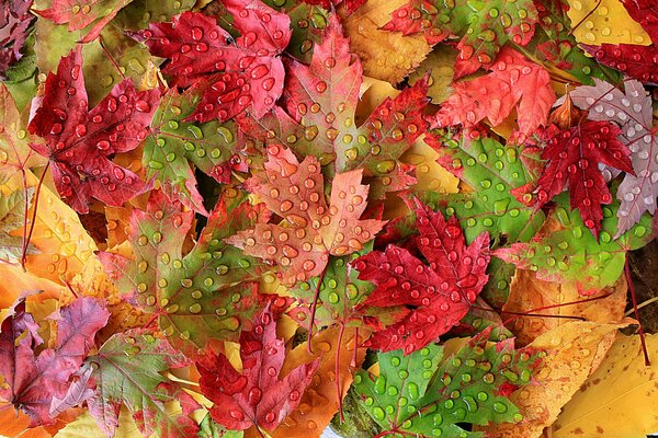 Bright autumn leaves with raindrops