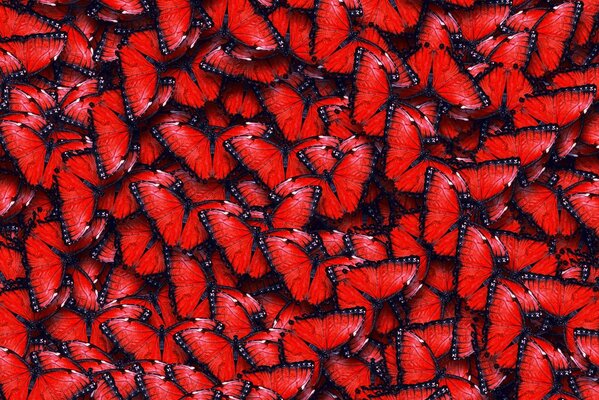 The texture of mesmerizing velvet-red butterfly wings