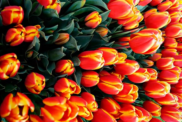 A large bouquet of orange tulips