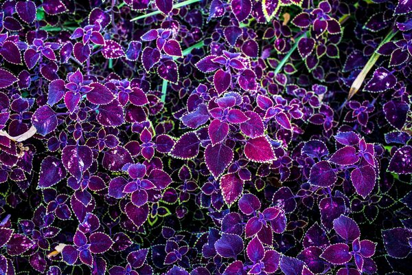 Nature, plants with lilac leaves