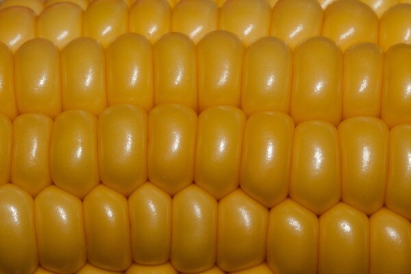 Gros plan de la prise de vue des grains sur l impression de maïs