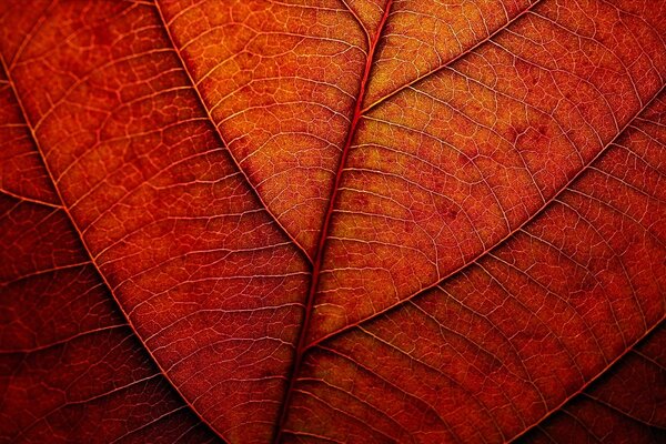 Autumn leaf, stems, close