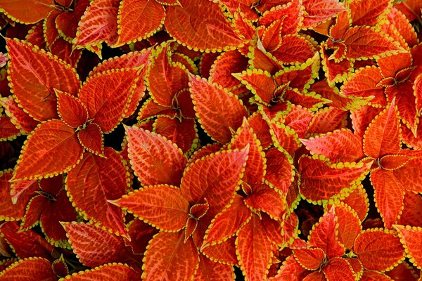 Teppich mit Coleus Blume