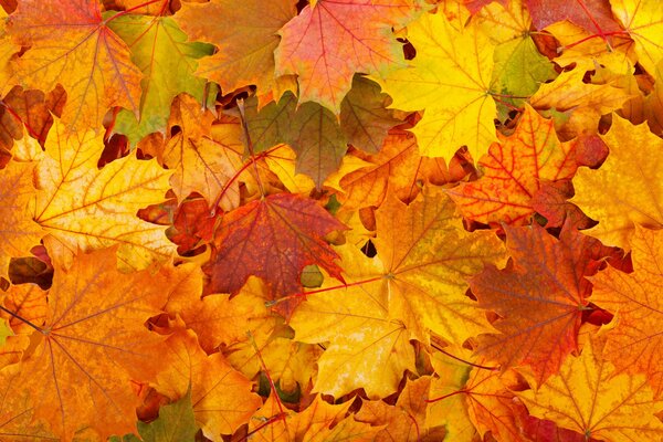 A lot of yellow and orange leaves in autumn