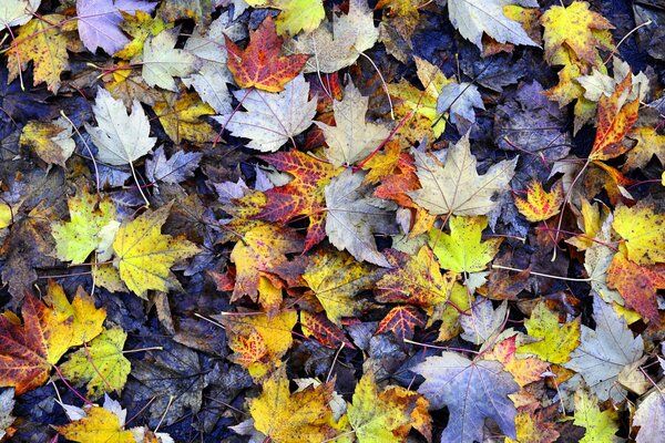 Herbstkeillaub auf dem Boden