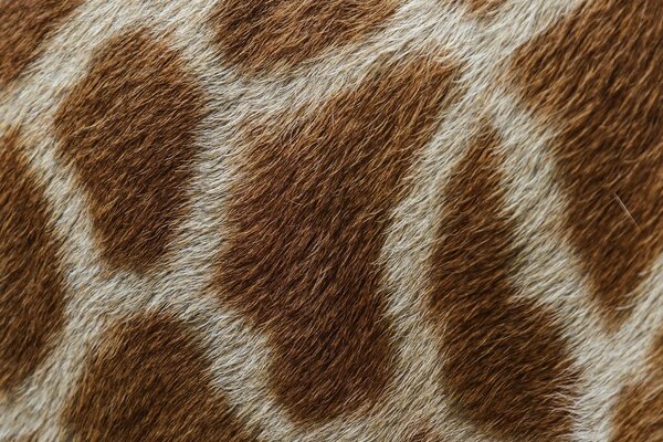 Morceau de texture de laine de girafe