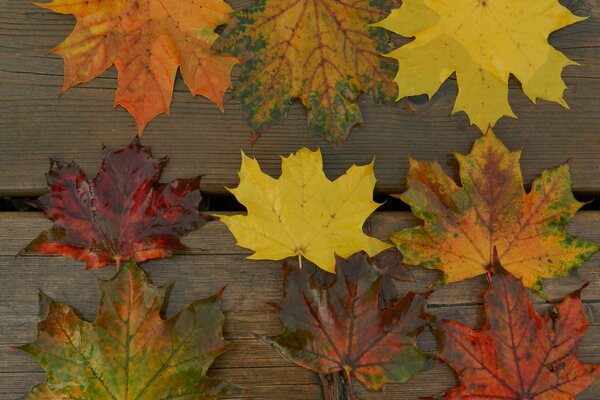 Maple leaves on old boards