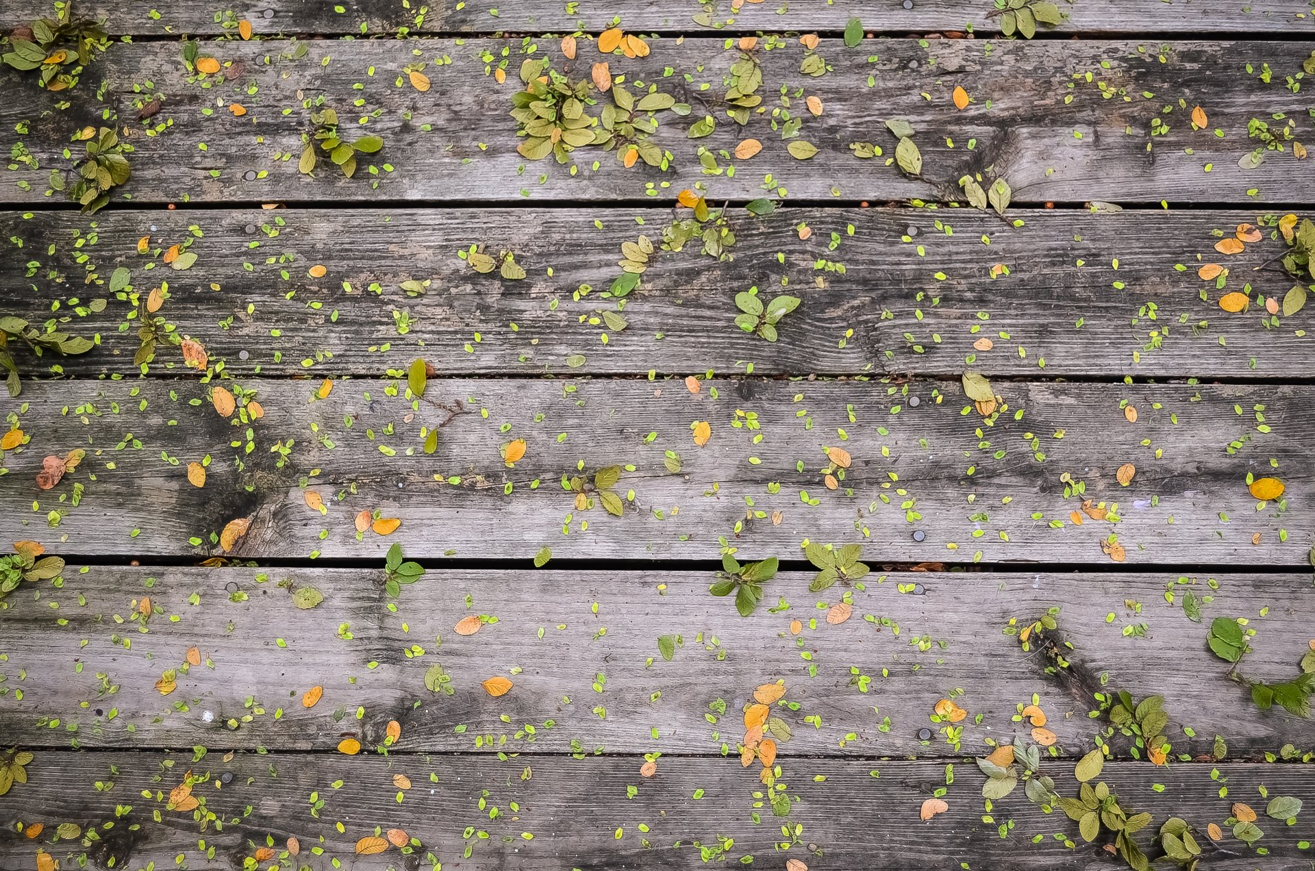 wood boards leaves leaves texture