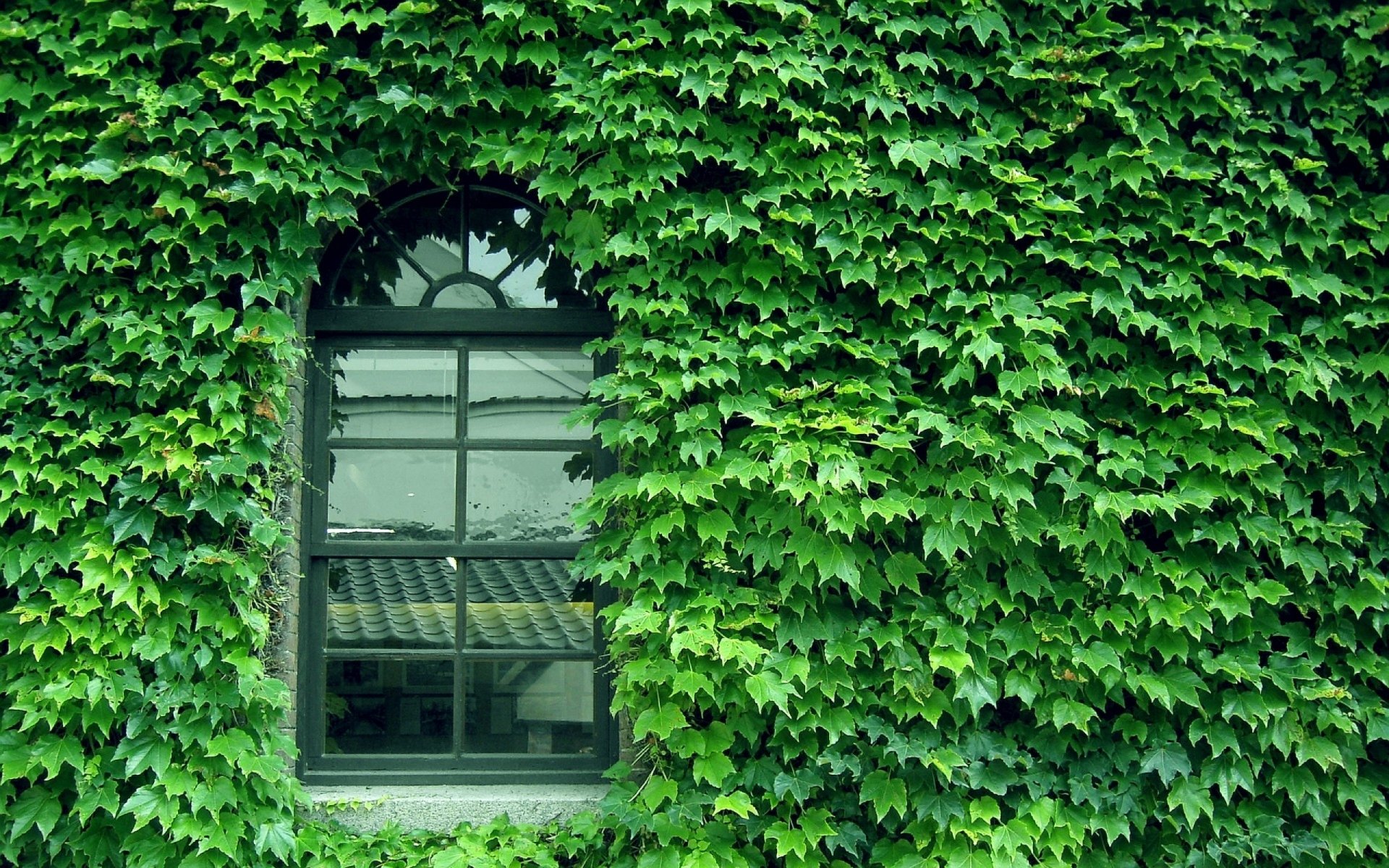 wall window pattern glass green