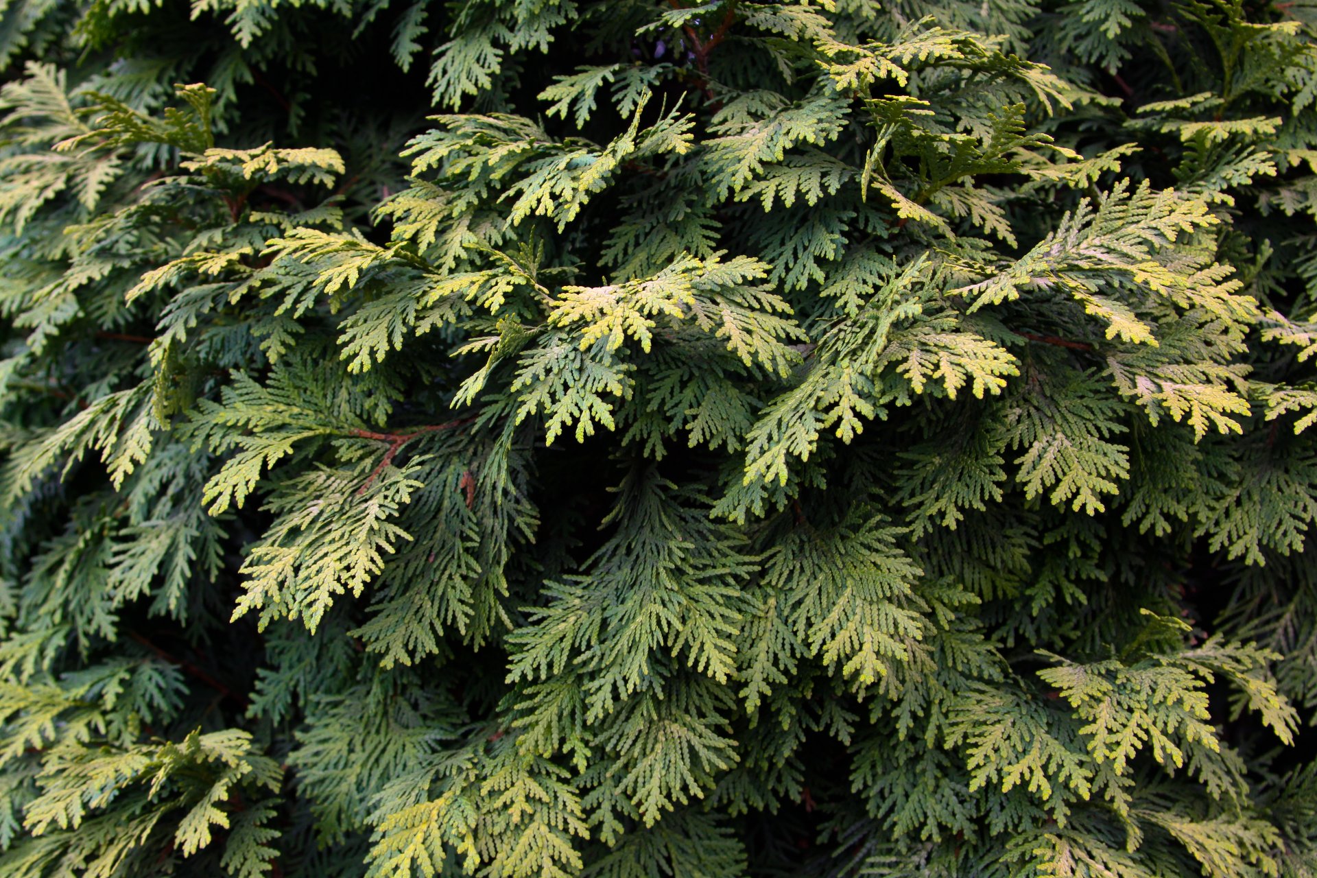 plante vert pin arbre feuilles