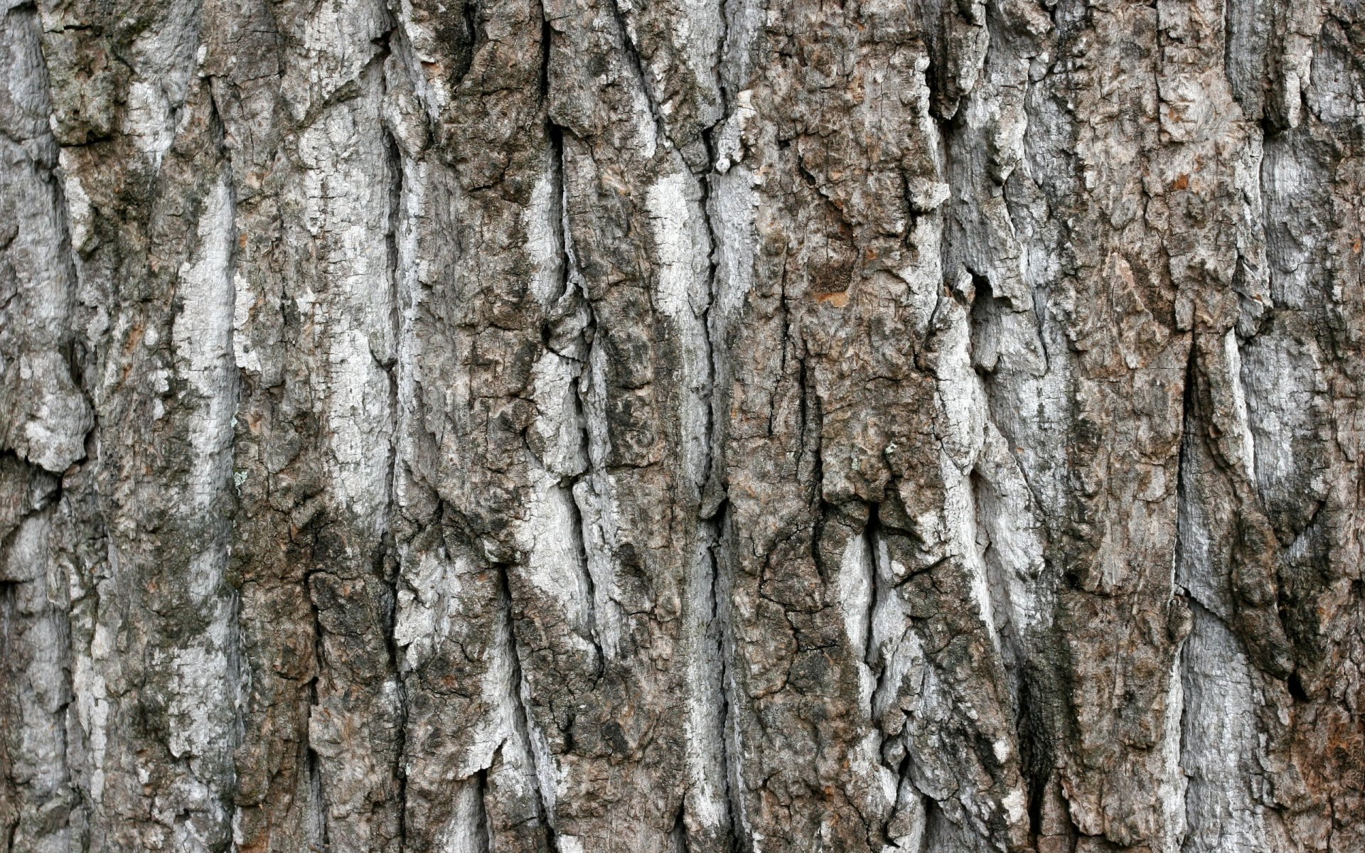 tree textures background