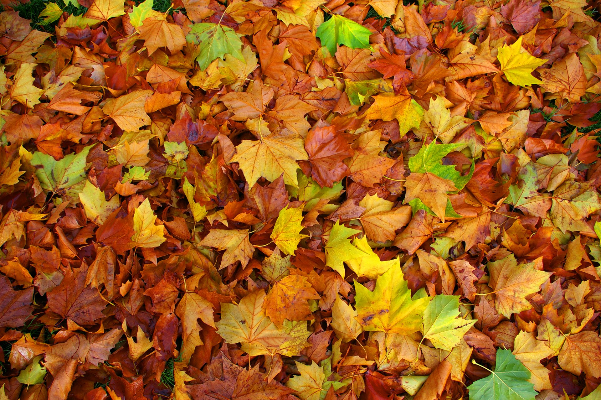 foglie acero autunno colore tappeto