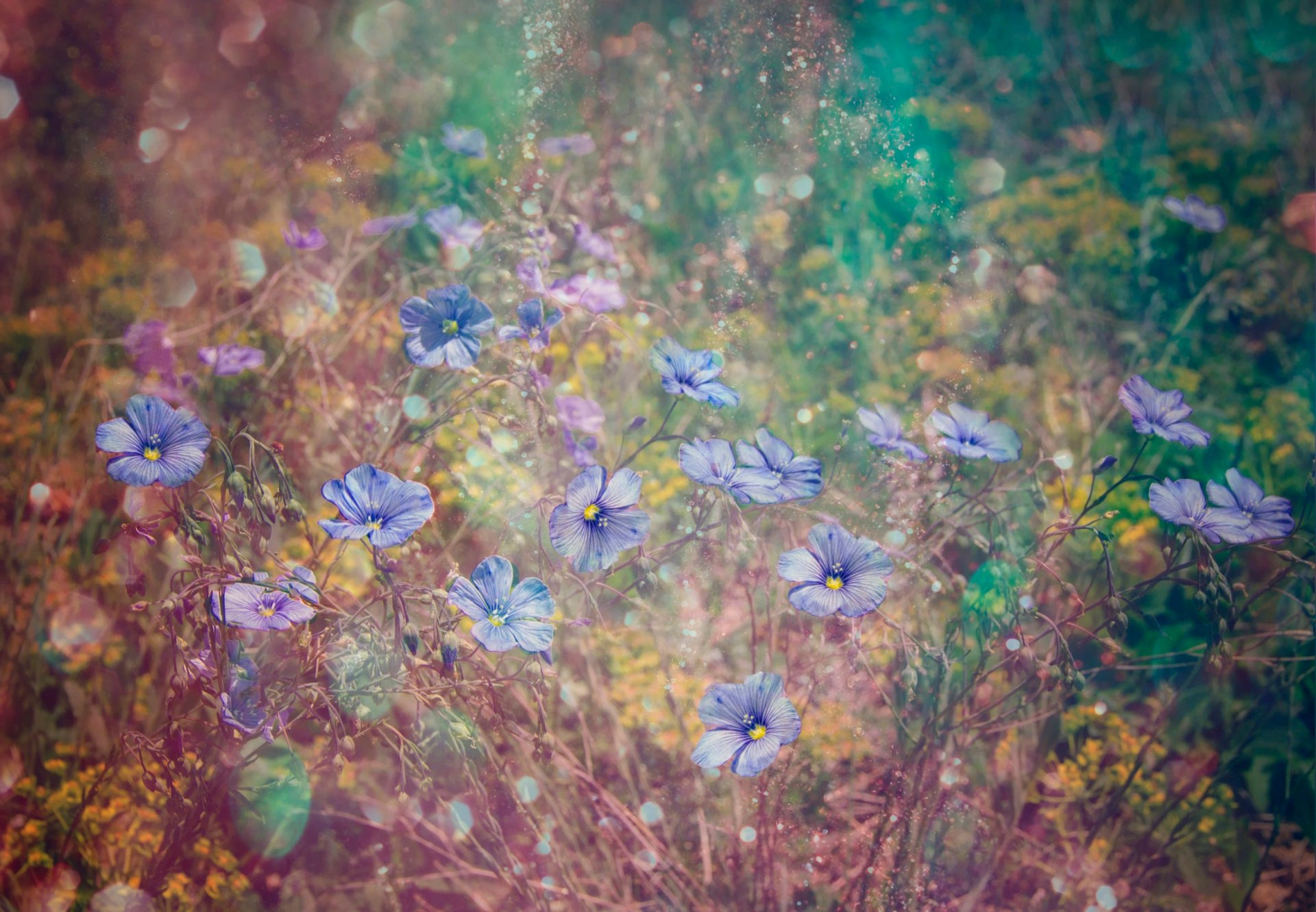 fleurs herbe flou