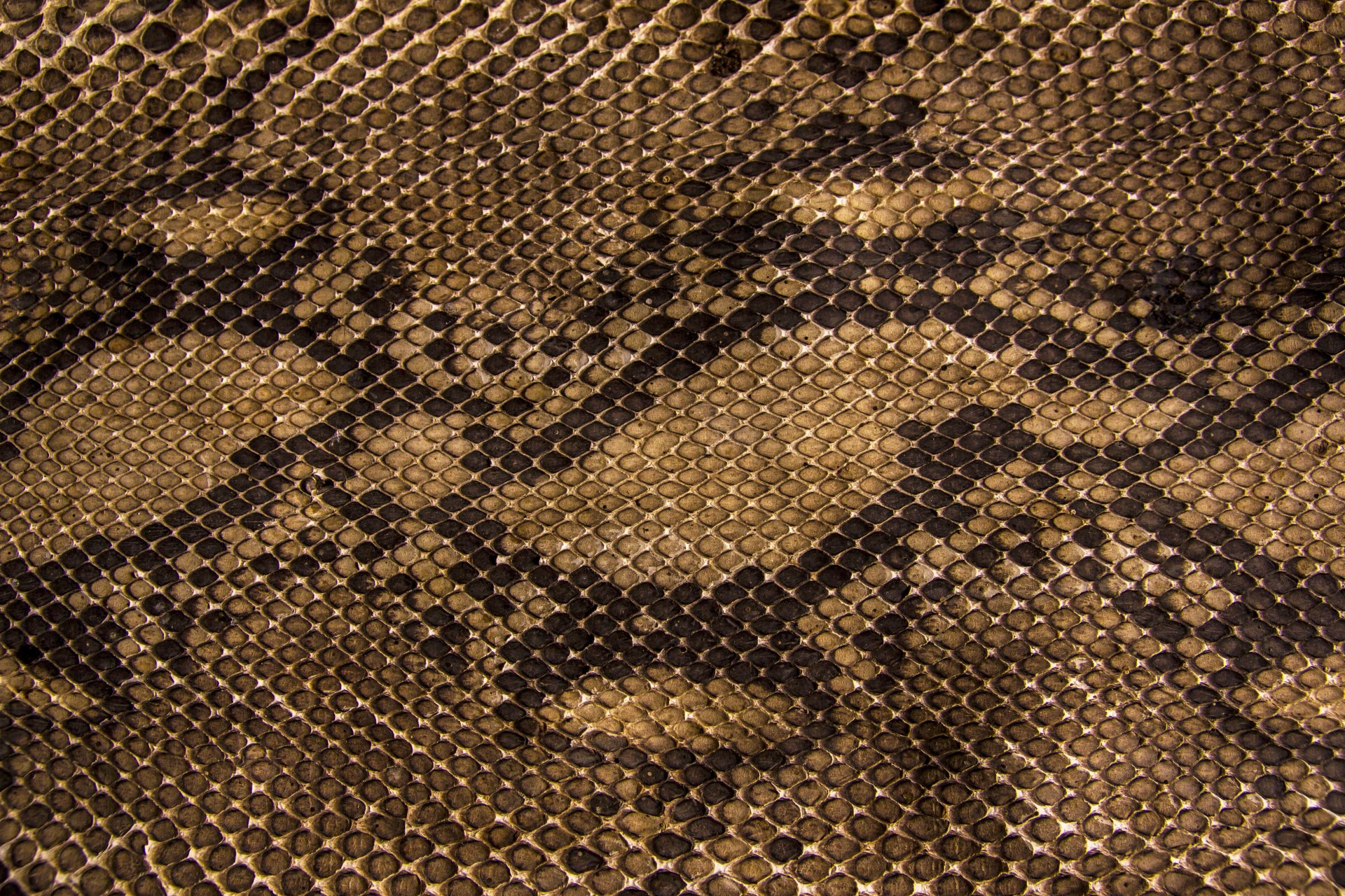 textures leather snakes scale