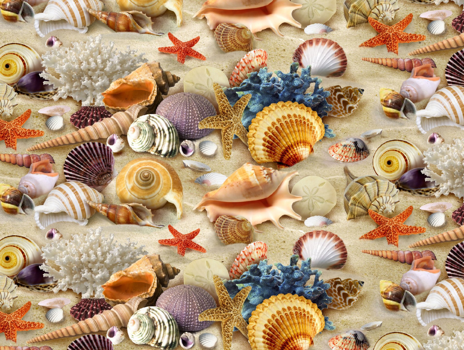 texture shells corals textures ocean dwellers desktop background