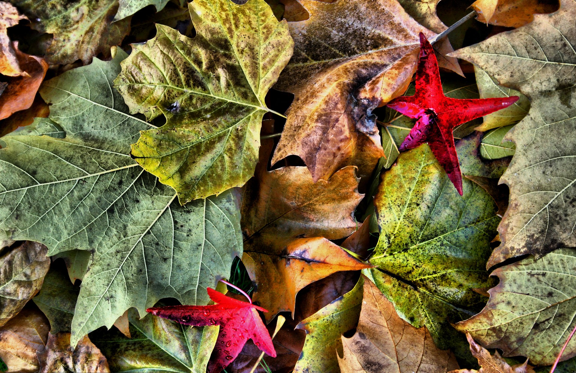 leaves nature autumn flowers close up