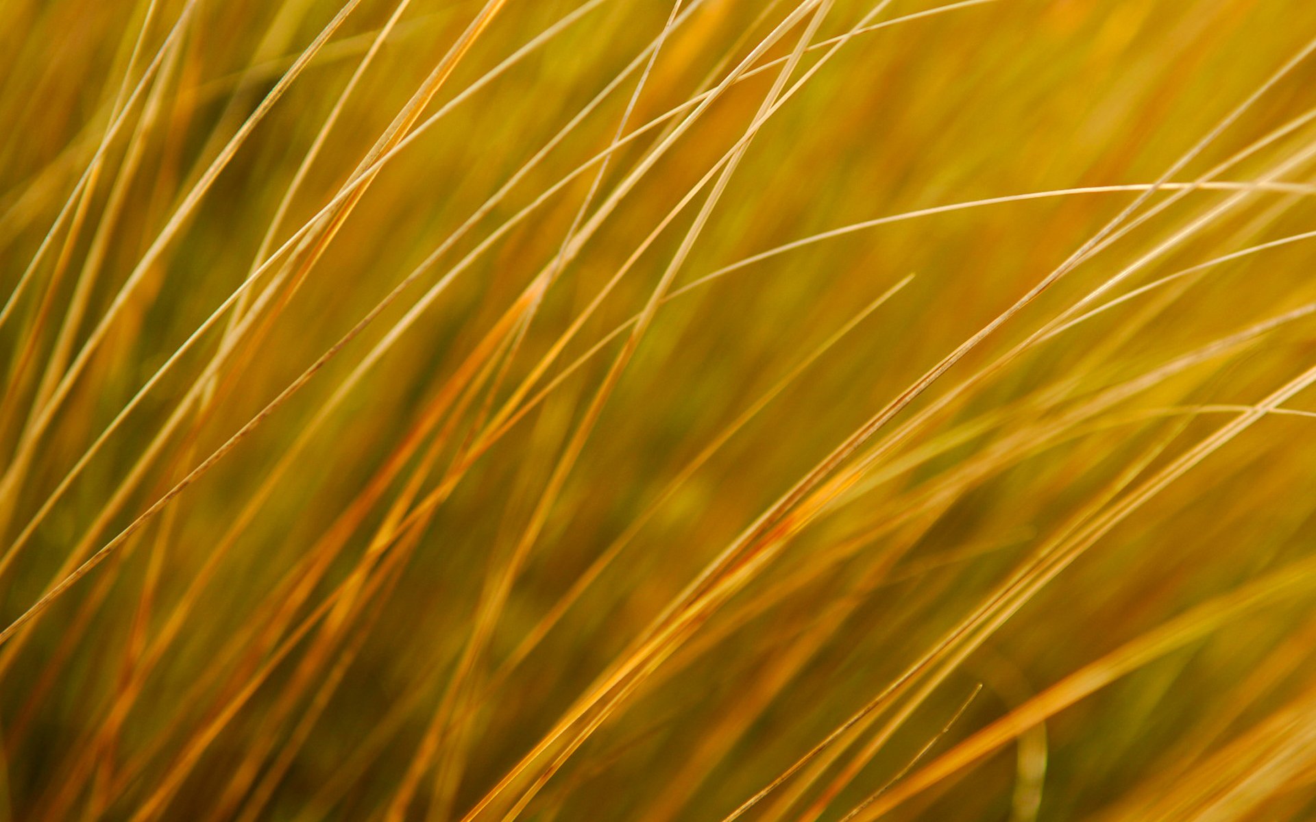 roślina trawa jesień pole łąka natura