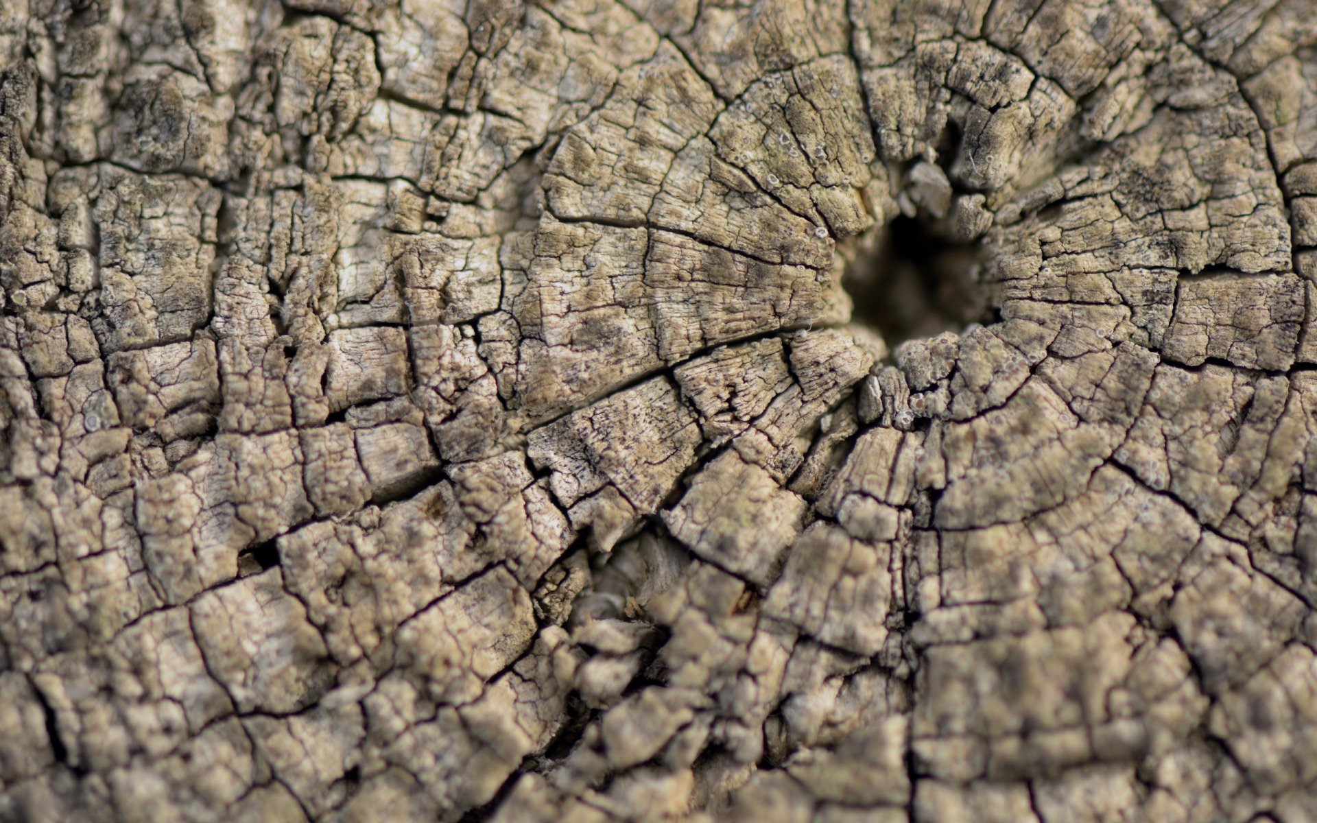 legno struttura macro