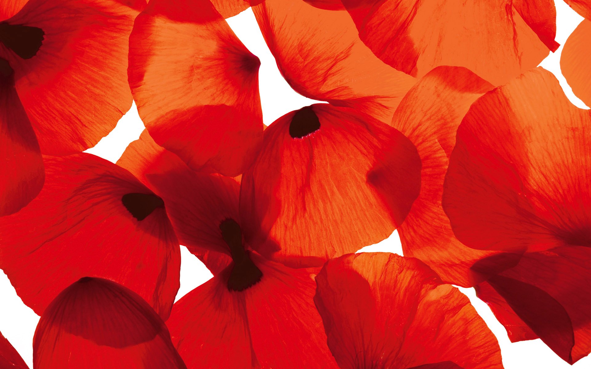 light flower petals wallpaper poppy