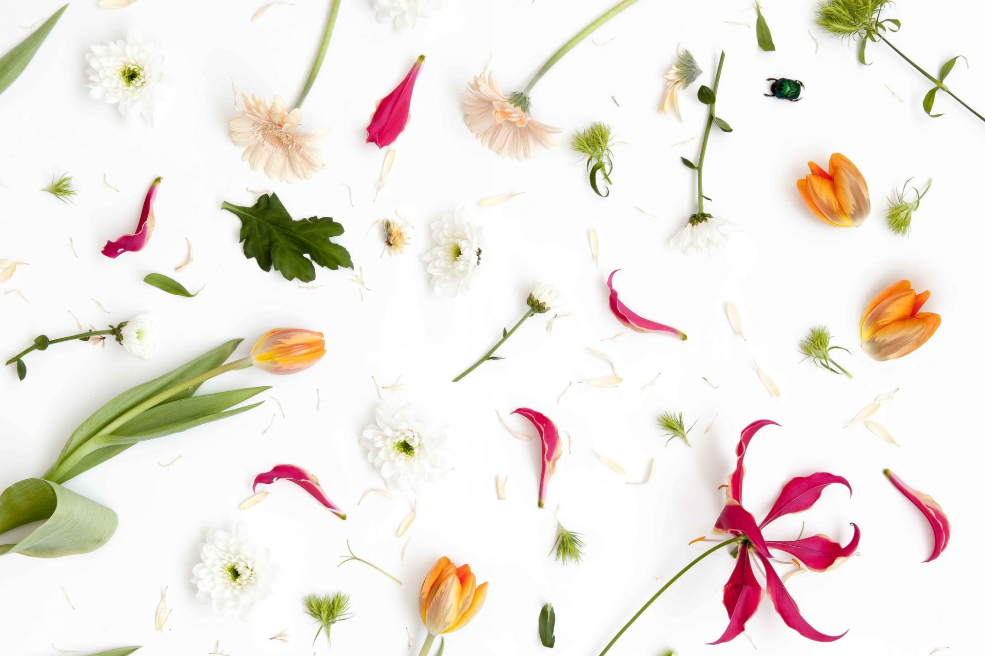 pétales fleurs feuilles coléoptère