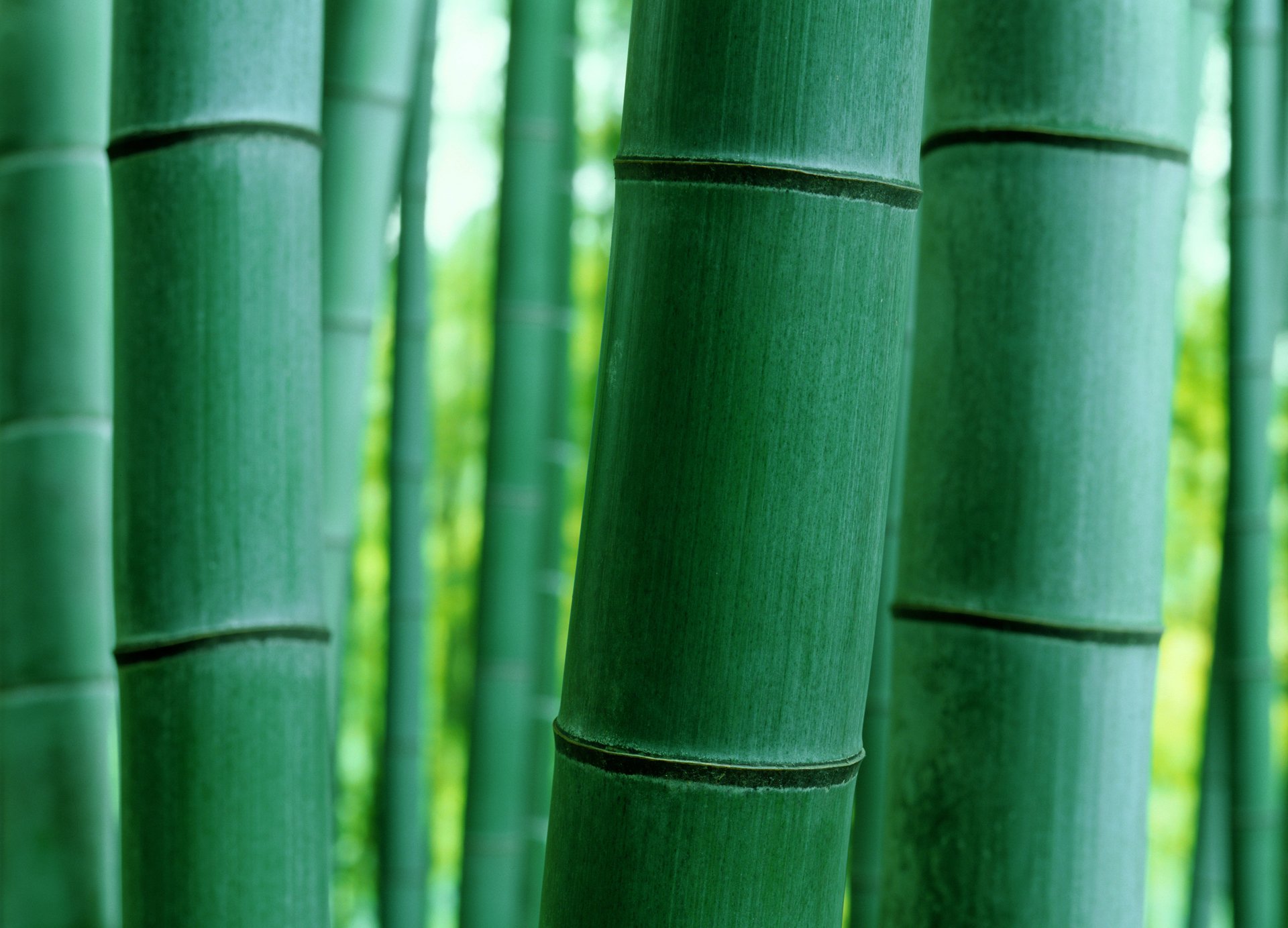 bamboo trunk nature close up