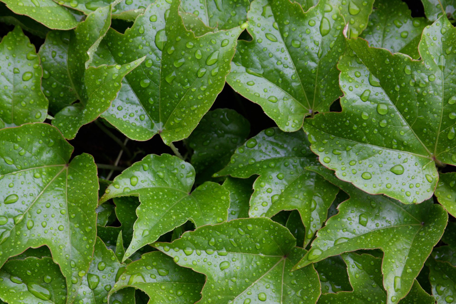 leaves wet water