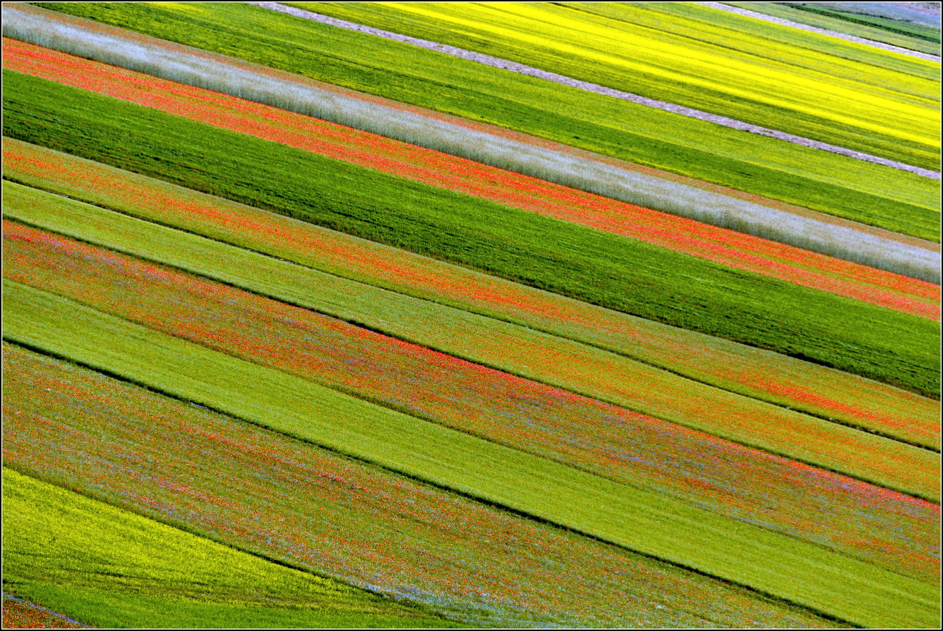 plantación flores naturaleza