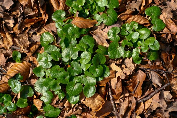 Green grass among withered fallen leaves