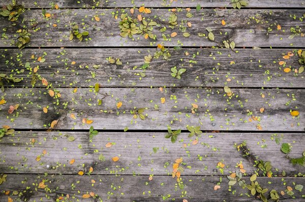 Leaves on boards texture